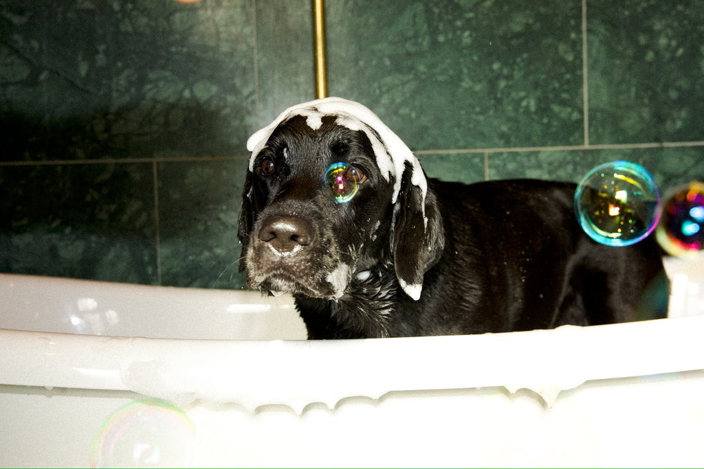 Pawdicure & Manicure Wash