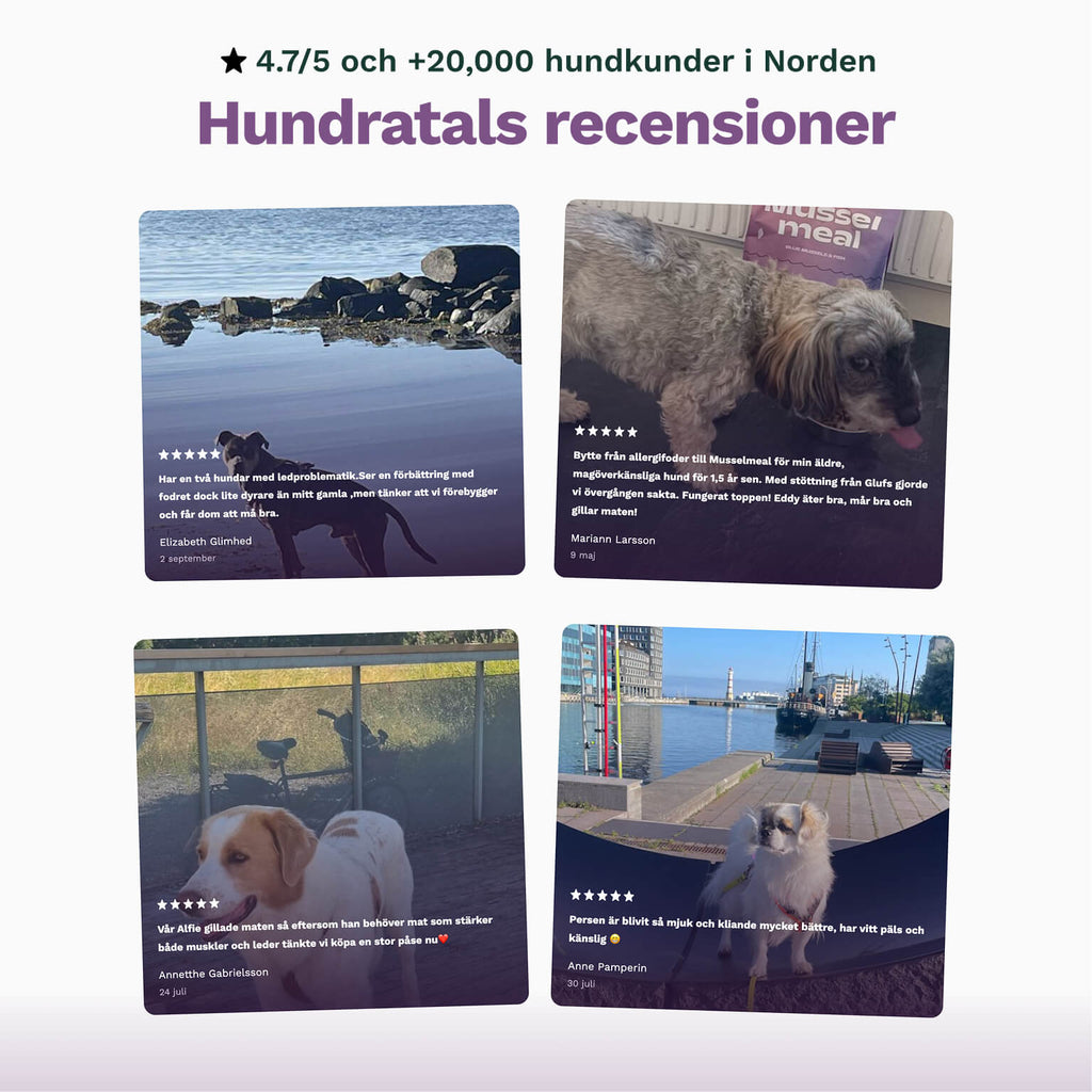 Musselmeal