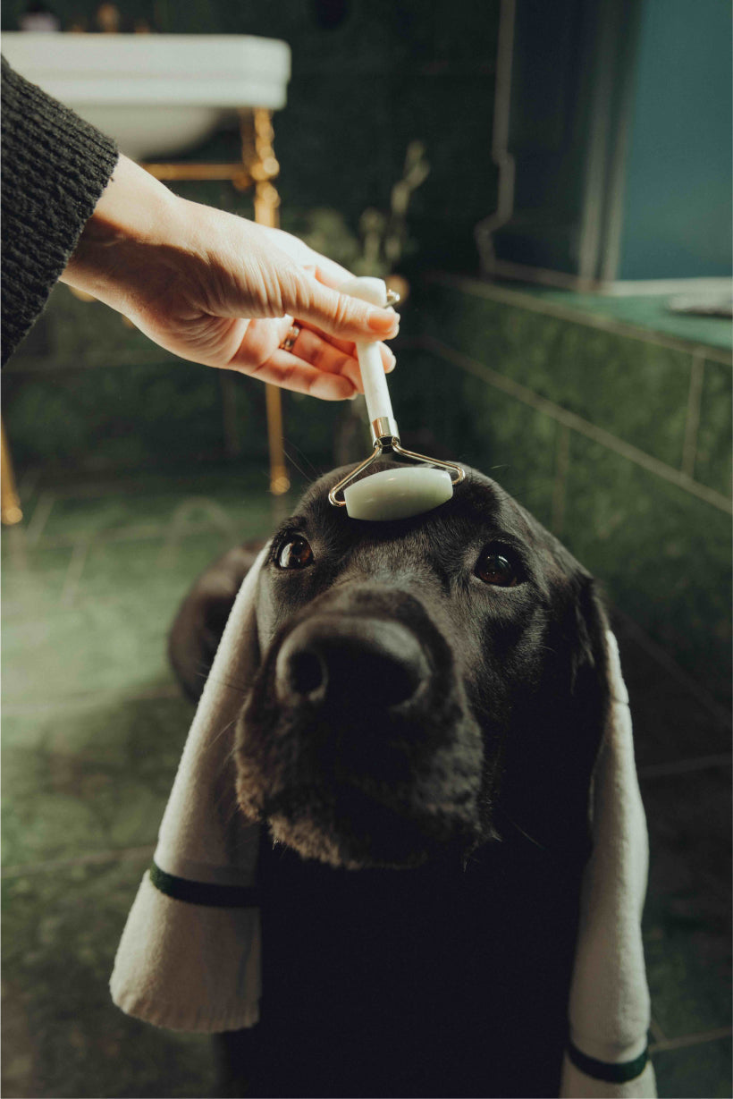 Elvis Spaw Kit - The Complete Dog Care Ritual